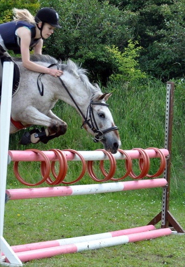 Anden særlig race SKOVGÅRDENS SHARNIE<3 -ninja-gede-knirke- - Verdens sejeste pony!
105 cm,   Foto: Stine ravn billede 14