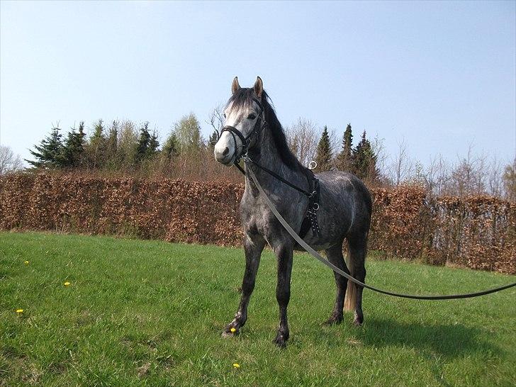 Welsh Pony af Cob-type (sec C) Jean Lé penn<3 - Min elskede dreng <3 :*  billede 1