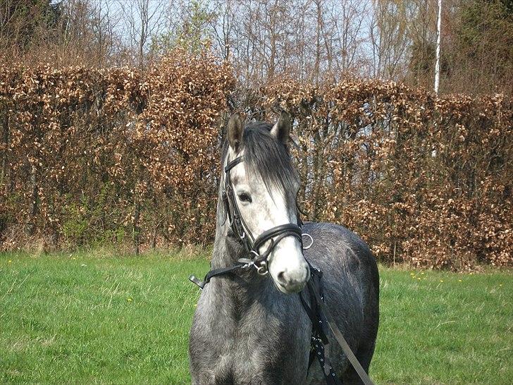 Welsh Pony af Cob-type (sec C) Jean Lé penn<3 - Er han ikke nuttede :*<3 billede 2