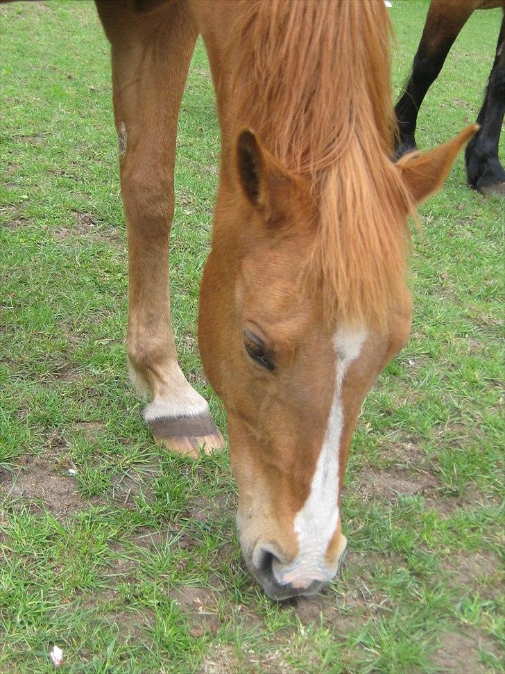 Hollandsk Sportspony Astrid Lovly Lady (SOLGT) ):  billede 15