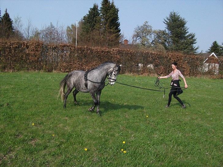 Welsh Pony af Cob-type (sec C) Jean Lé penn<3 - Var det noget om han var fræk ;P MOOOR :D billede 3
