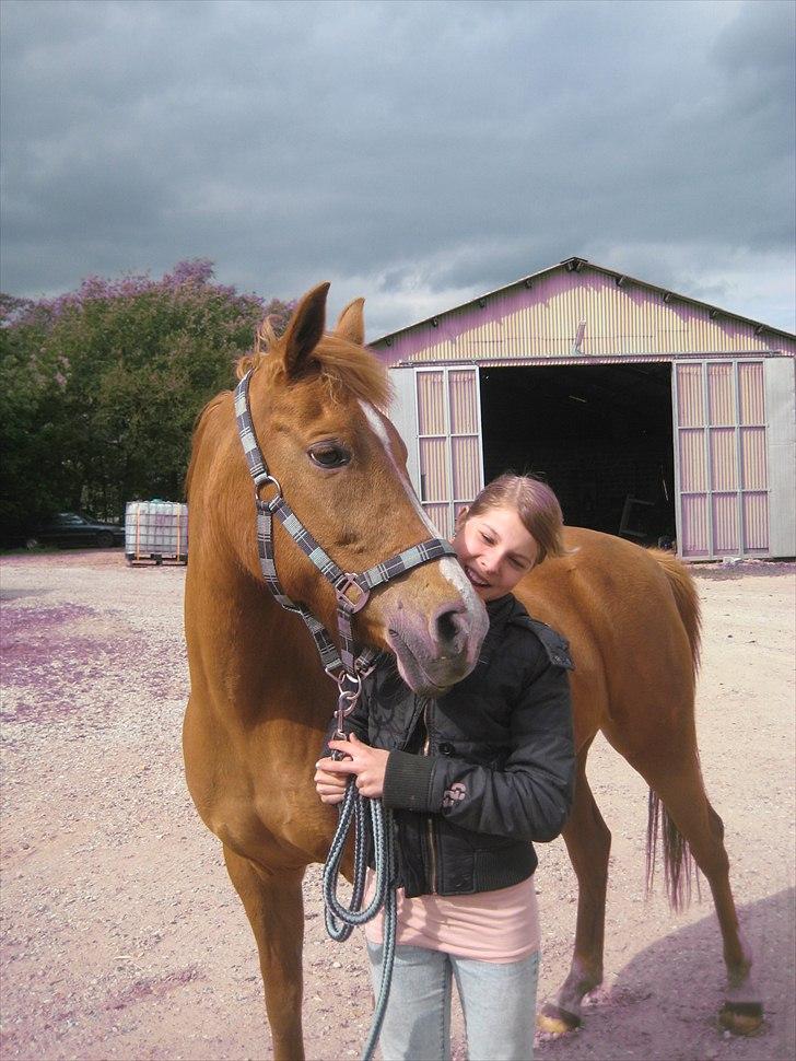 Hollandsk Sportspony Astrid Lovly Lady (SOLGT) ):  billede 2