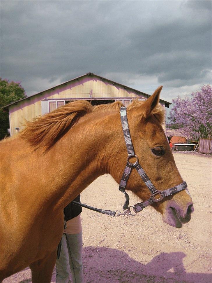 Hollandsk Sportspony Astrid Lovly Lady (SOLGT) ):  billede 3