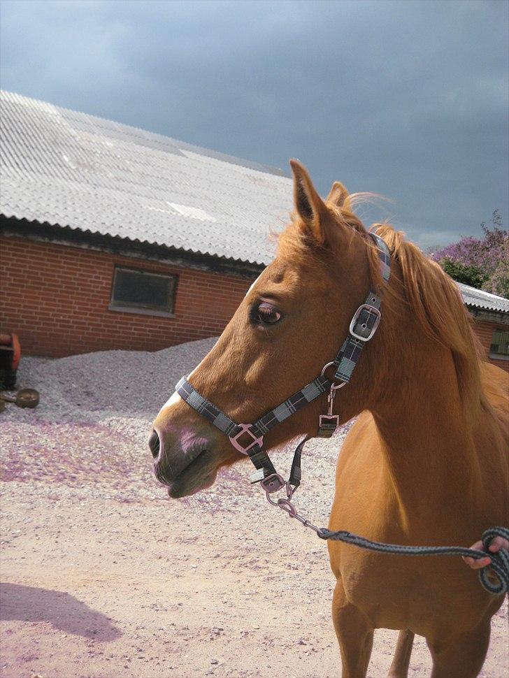 Hollandsk Sportspony Astrid Lovly Lady (SOLGT) ):  billede 1