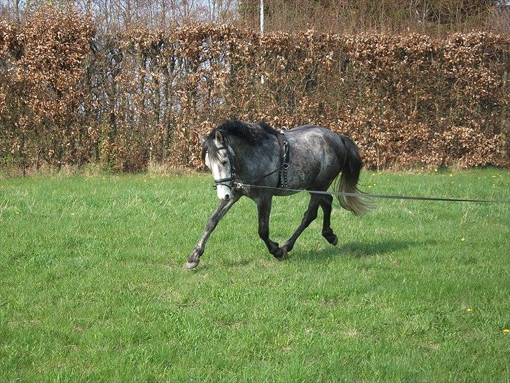 Welsh Pony af Cob-type (sec C) Jean Lé penn<3 - Han kan når han vil.<3! billede 4