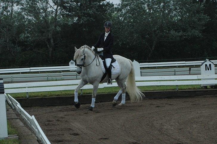 Connemara Nygaards Pirre billede 13