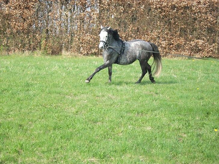 Welsh Pony af Cob-type (sec C) Jean Lé penn<3 - Min dejlige dreng ;P 
 billede 5