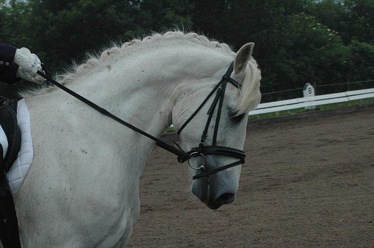 Connemara Nygaards Pirre billede 15