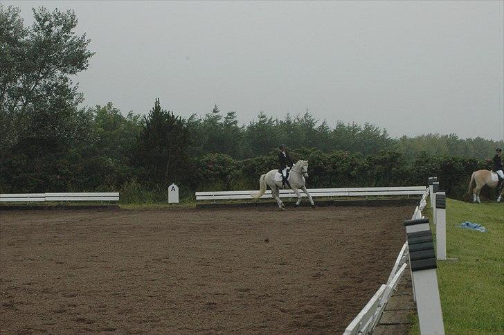 Connemara Nygaards Pirre billede 16