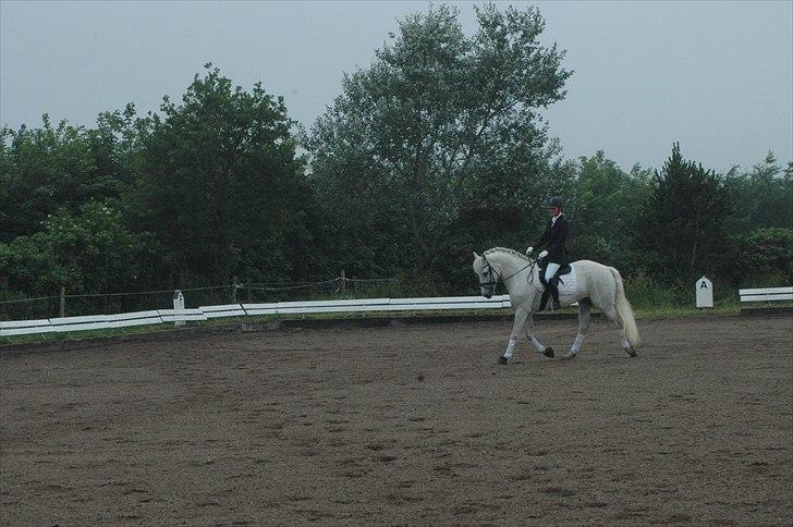 Connemara Nygaards Pirre billede 17