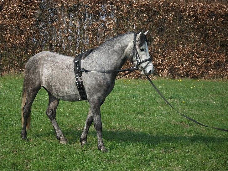 Welsh Pony af Cob-type (sec C) Jean Lé penn<3 - Du er fandeme så smuk Bettemand :) <3 billede 6