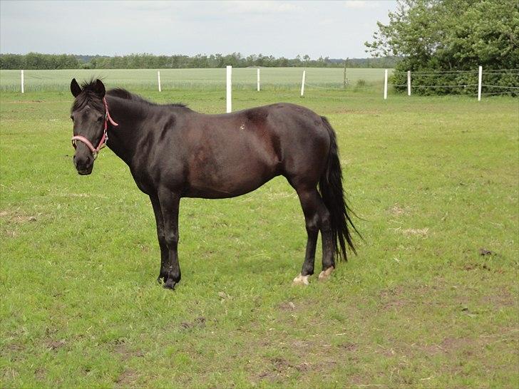 Anden særlig race Dina * Solgt * - Smukke pony! billede 20