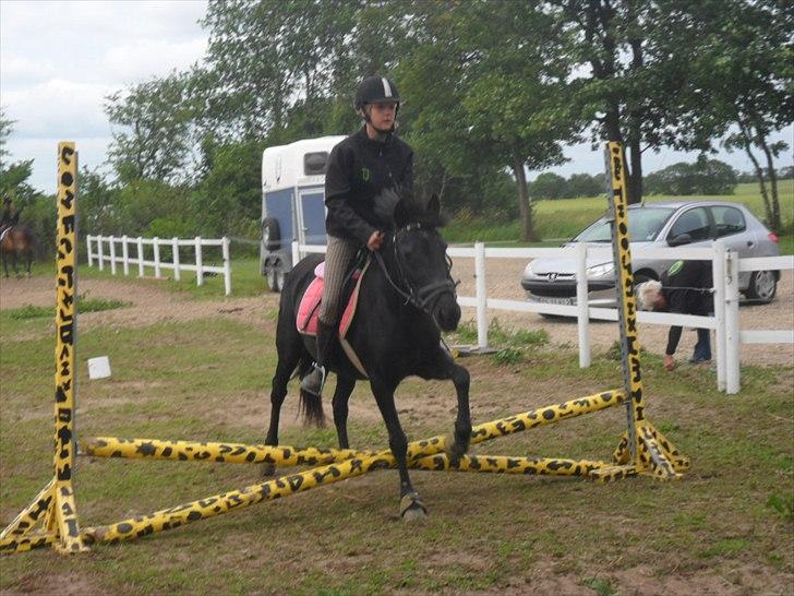 Anden særlig race Dina * Solgt * - DINA SPRINGER! billede 8