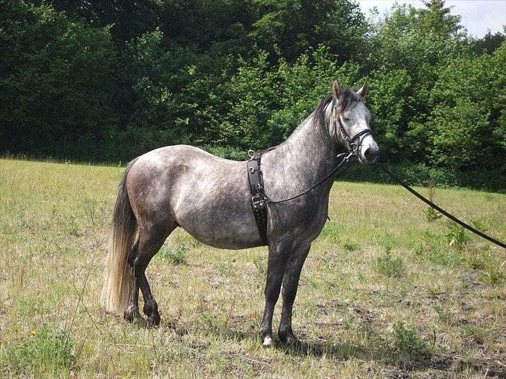 Welsh Pony af Cob-type (sec C) Jean Lé penn<3 - Træt men smuk :*  billede 7