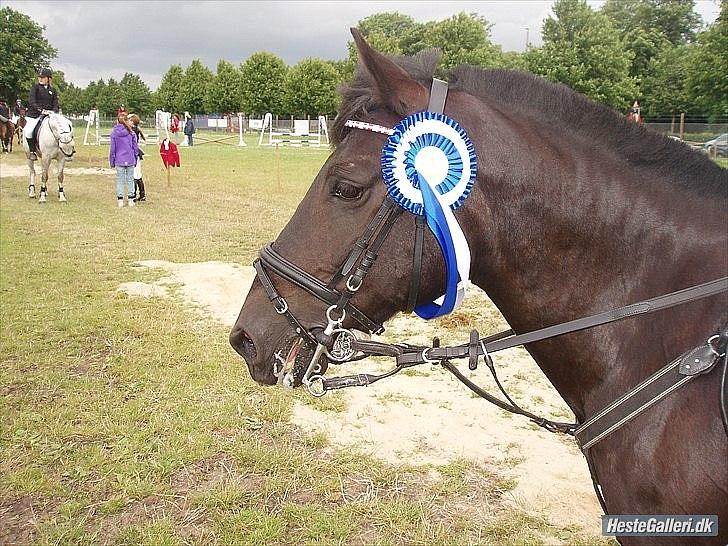Anden særlig race Toxic Daisy <3 (SOLGT) - Hej og velkomen til mig og Toxic Daisys profil.Jeg håber at du kan lig den.Mit første stævne på daisy var i LC på dyrskudplssen jeg fik en 2plads billede 1