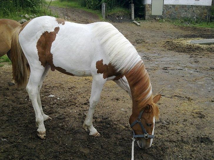 Pinto TAROCK  - D.3.7.2011 billede 5