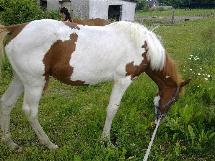 Pinto TAROCK  - D.3.7.2011 billede 6