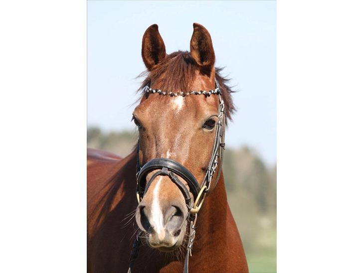 {{currentPhoto.altText}} billede {{currentPhoto.number}}