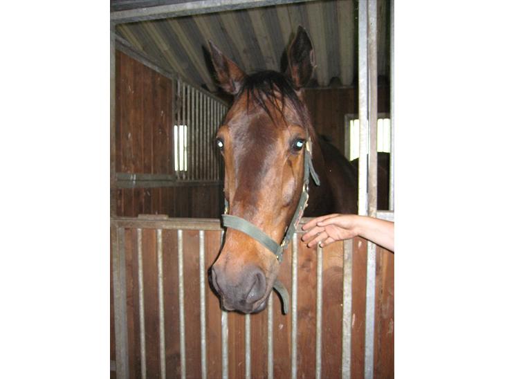 {{currentPhoto.altText}} billede {{currentPhoto.number}}