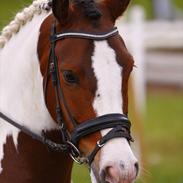 Hollandsk Sportspony Pinkster (Nemo) 