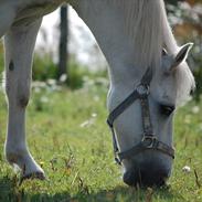 Welsh Mountain (sec A) Hermann