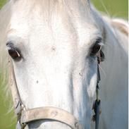 Welsh Mountain (sec A) Hermann