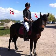 Anden særlig race Primeur