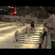 Anden særlig race Paavo