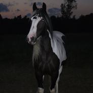 Irish Cob Chiva