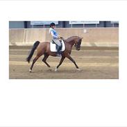 Arabisk fuldblod (OX) kaleb