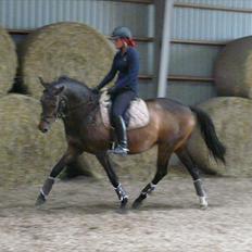 Dansk Varmblod Kira af Langmosegaard