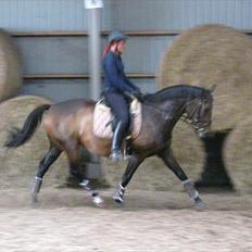 Dansk Varmblod Kira af Langmosegaard