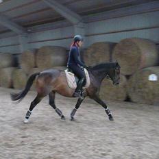 Dansk Varmblod Kira af Langmosegaard