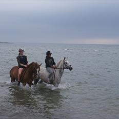 Tysk Sportspony Denver tidl. hest