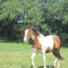 Anden særlig race Bjørnegårds Memento