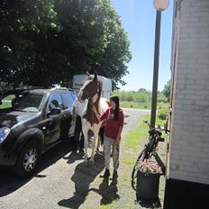 Anden særlig race Bjørnegårds Memento