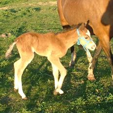 Welsh Pony (sec B) Sweet Surprise