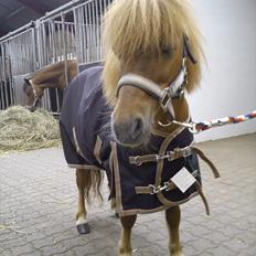 Shetlænder Bølle... [ SOLGT ]