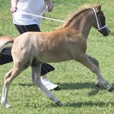 Welsh Mountain (sec A) Rosenløvs Shiny Spirit