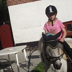 Knabstrupper Vores Tempo *Stjerne-pony*