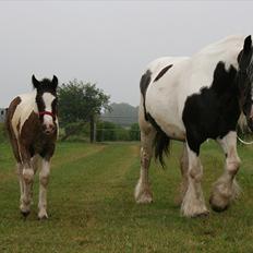 Irish Cob Karen af Høvegård (tidl hest)