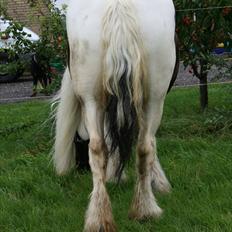Irish Cob Karen af Høvegård (tidl hest)