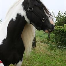 Irish Cob Karen af Høvegård (tidl hest)