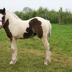 Irish Cob Irish staldens Silken Filippa