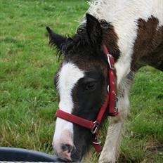 Irish Cob Irish staldens Silken Filippa