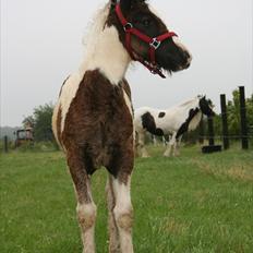 Irish Cob Irish staldens Silken Filippa