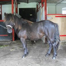 Shetlænder Thorshøjs Veto 