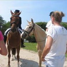 Tysk Sportspony Lolita A-pony*