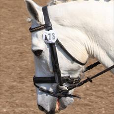 Connemara Nørlunds Cappuccino