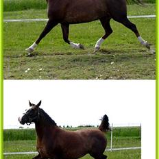 DSP Holstegårds Dixie Bell 